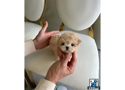 a person holding a maltipoo dog